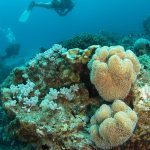 Diving-Mauritius-coraux-moux