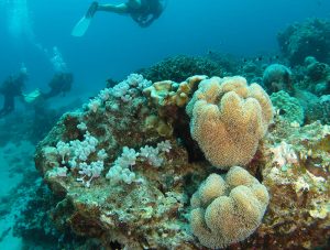 Diving-Mauritius-coraux-moux