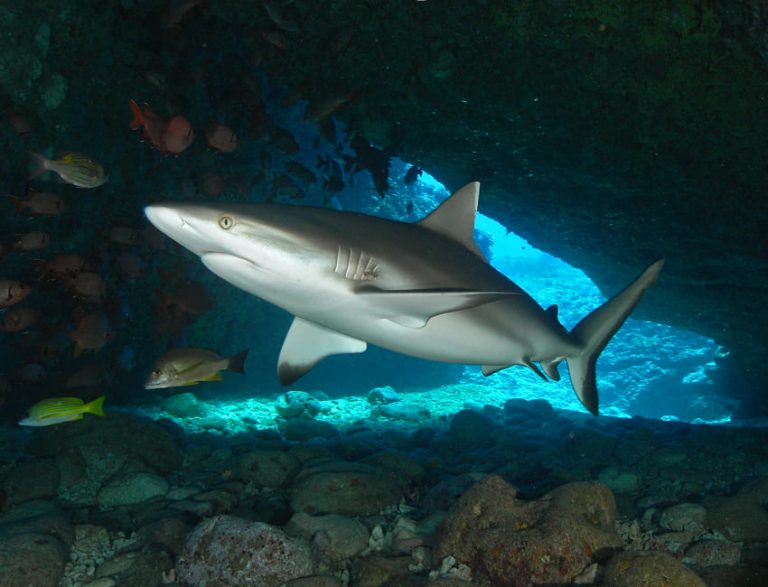 shark-safari-mauritius