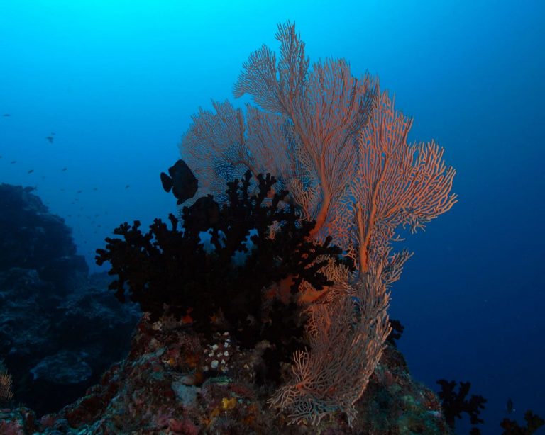 coraux-1.jpg